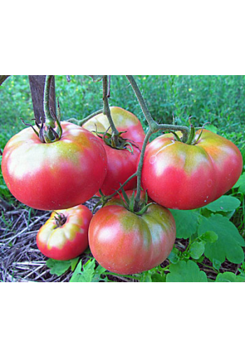 Tomaatti "Ljubitelskiy Rozovyi"
